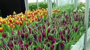 Более 9 тысяч тюльпанов вырастили в Мегионе к 8 Марта