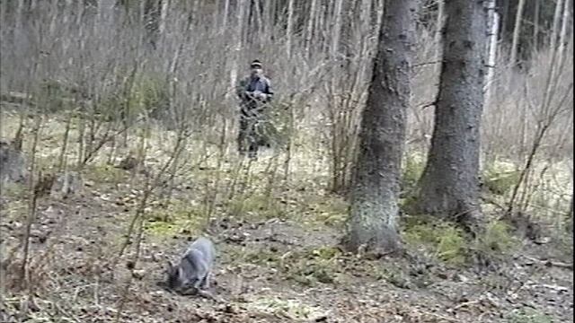 Кот Васька в лесу.