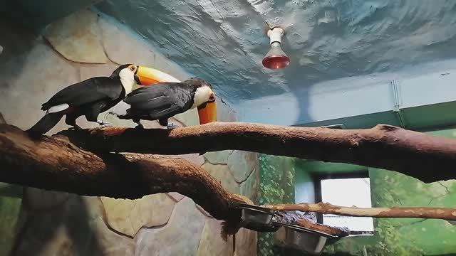 Московский зоопарк, яркие экзотические птицы смотреть онлайн