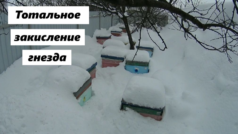 Тотальное закисление гнезда пчёл. смотреть онлайн