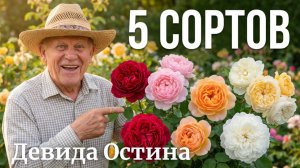 ЛИДЕРЫ  ПРОДАЖ 2025 ГОДА! 5 сортов Дэвида Остина