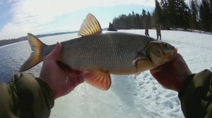 КЛЮНУЛ ТРОФЕЙ.Рыбалка на донки.река ВОЛГА