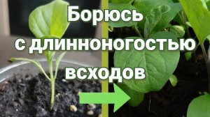 Как сделать стебель рассады крепким