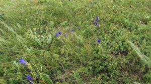 Луговые цветы. Горечавка лёгочная