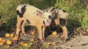 Милые – не обязательно пушистые. Очаровательные абхазские хрюшки: пытаемся познакомиться