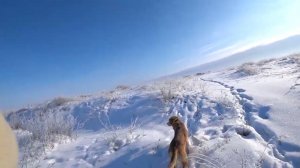 Охота на зайца. С Васильевной по сугробам.  Сезон 2025-2026 №257.