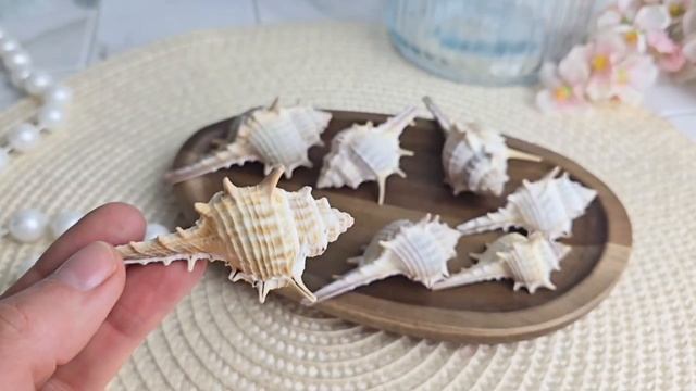 Набор для декорирования РАКУШКИ МОРСКИЕ мурексы (с шипами), натуральные, 15х12 см, 837866-1