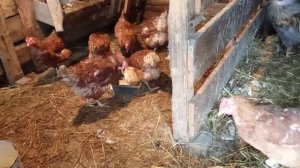 Расклёв яиц курами как решить проблему