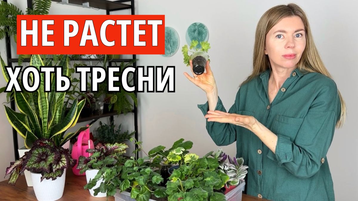 Рассада плохо растет и не почти развивается. Причины и как это исправить смотреть онлайн