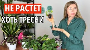 Рассада плохо растет и не почти развивается. Причины и как это исправить