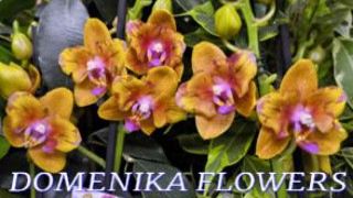 №1175/ МОРЕ красивых ОРХИДЕЙ к 8 МАРТА в с/ц DOMENIKA FLOWERS смотреть онлайн