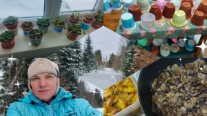 Пересаживаю фиалки ,гуляем ,грибы с картошкой на обед .