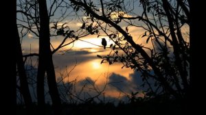 Мелодию на звездном саксофоне  сл  Е  Заславская  муз  А  Долгова исп  А  Долгов