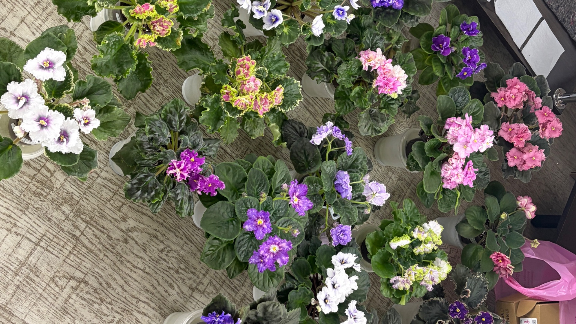 Готовлюсь на выставку фиалок смотреть онлайн