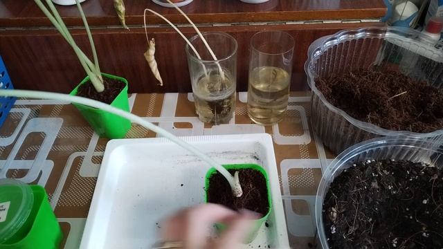 Алоказии обзор и посадка 💞