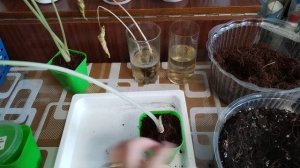 Алоказии обзор и посадка 💞