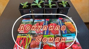 Песеяли землянику/Пересадили томаты/26.02.2026