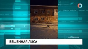 Лиса в Осташково