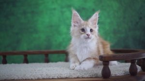 Dingo 2 месяца