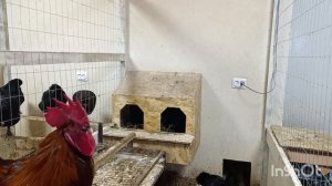 27-02-2026. Все мараны занеслись 🥚🤗.