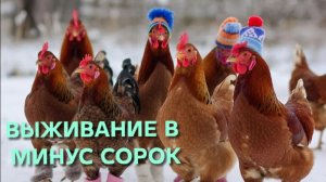 Морозы минус сорок уже стоят пять дней Дрова улетают Куры пока держатся