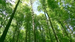 Релакс видео. Весенний лес, пение птиц, журчание ручья.