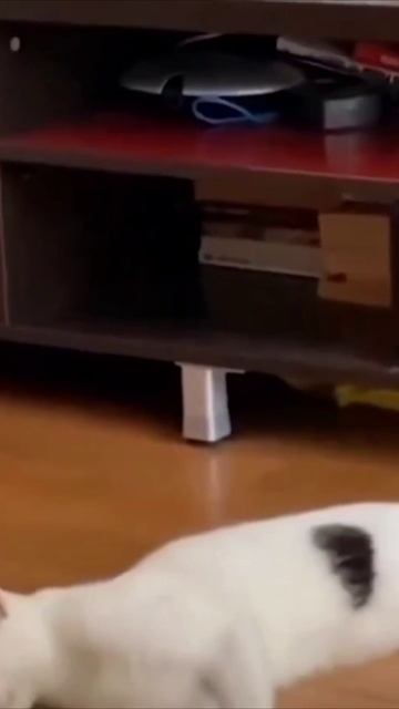 Смешные коты #112-6