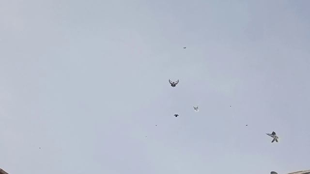 Гоняем голубей после ярмарки 0).mp4 смотреть онлайн