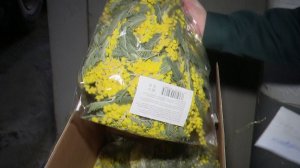 200 тонн мимозы завезли из Абхазии в Сочи с начала февраля