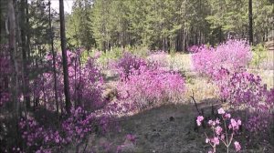 " Где-то багульник на сопках цветёт!!! "