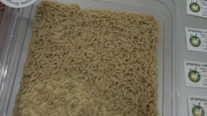 Опарыши. Мир Охота Рыбалка 2026 1