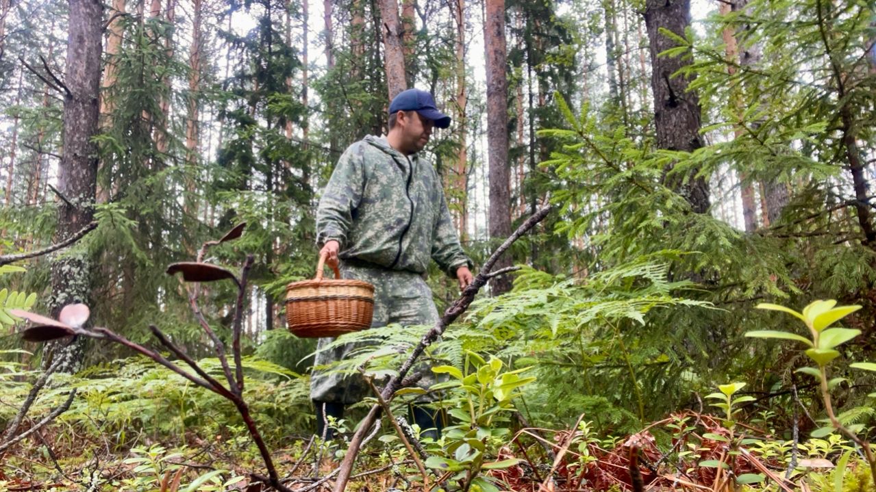 МОЩНЫЙ СЛОЙ ГРИБОВ ЛЕТОМ! Грибы пошли после дождей смотреть онлайн