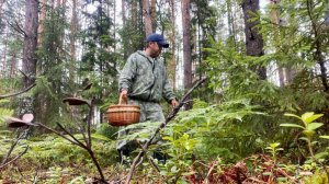 МОЩНЫЙ СЛОЙ ГРИБОВ ЛЕТОМ! Грибы пошли после дождей