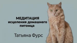 Медитация исцеления животных, что дарит им здоровье и изменения.  Татьяна Фурс тетахилинг