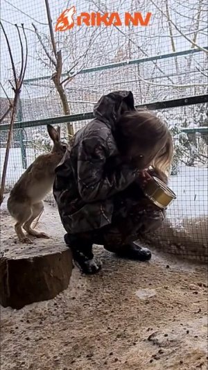 RikaNV познавательный: Заяц — лесной телеграфист. Как звери «передают сообщения» в дикой природе