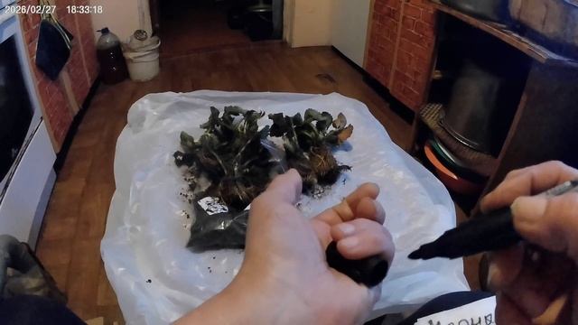 Подпишитесь чтобы узнать. Будет нынче у меня клубника Черный Лебедь.