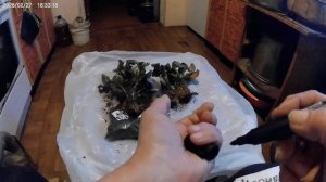 Подпишитесь чтобы узнать. Будет нынче у меня клубника Черный Лебедь.