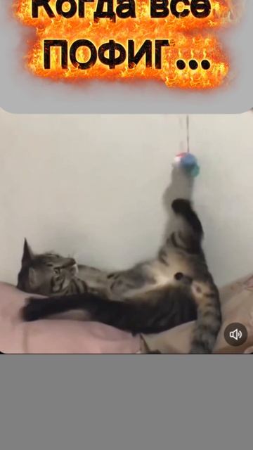 Котяра игрун