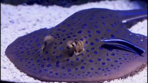 Правдивая Ольга. Руся и Пипонька. Пипа опозорила мужа и призналась кто он