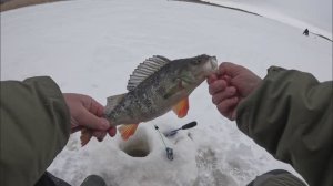 СВИРИЦА! Зимняя рыбалка на окуня. ФЕВРАЛЬ 2026!