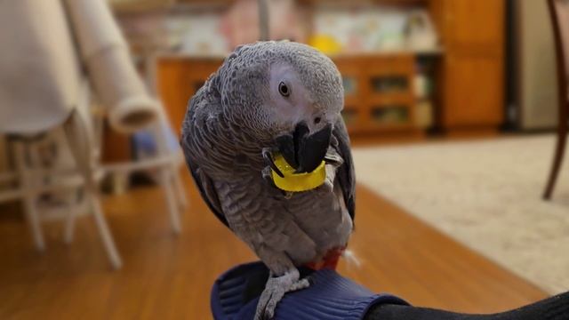 Забавы серого попугая.
