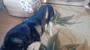 Annat как проходит Сэмина дрессировка