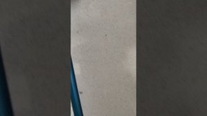 газовый котел протерм гепард замена трехходового клапан.