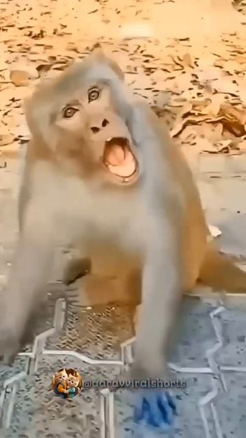 Малыш и утка