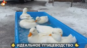 Идеальное птицеводство достойно восхищения 🐓🦆🦢🦚🦃🐔 эпизод (463)