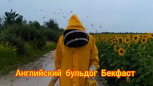 Английский бульдог Бекфаст