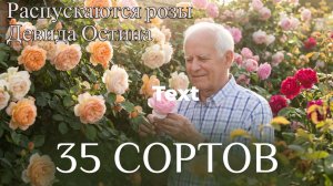 Розы Дэвида Остина распускаются! Таймлапс 35 сортов.