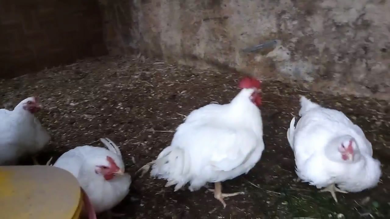 Живой будильник