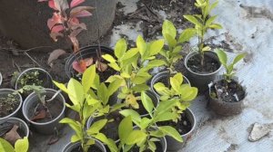 Вырастили кумкват и грейпфрут из косточки