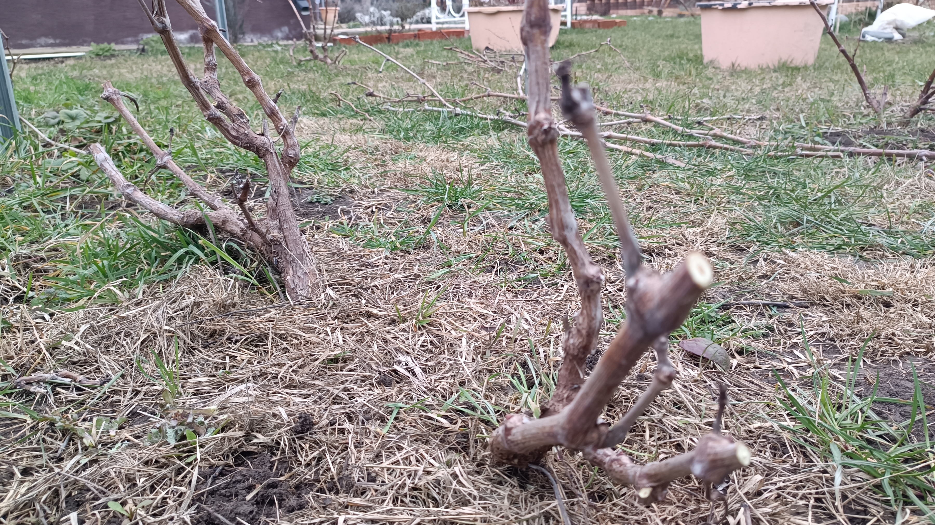 Виноград. Обрезка и подвязка винограда в феврале на юге. 27.02.2026г.